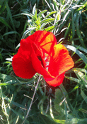 Coquelicot rouge dans la lumière naturelle